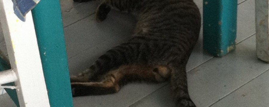 6140372011_d7f806d3d1_z-841569f59c